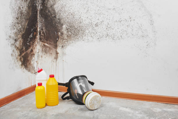 Best Crawl Space Mold Removal  in North Gates, NY
