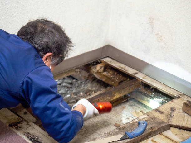 Professional Mold Removal in North Gates, NY